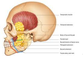 Grasa profunda del rostro