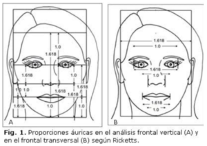 proporciones-auricas